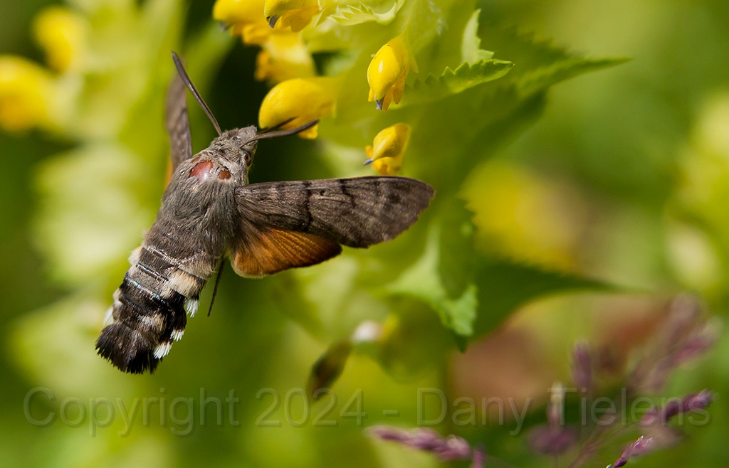 Kolibrievlinder 09.jpg